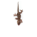 geckostudies avatar