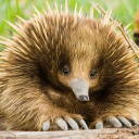 geekyviolentmaiden avatar