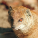 gef-the-talking-mongoose avatar