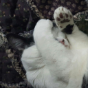 geishamuffins avatar