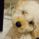 geleiadegoiaba avatar