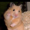 gelflingwiththecaffineaddicton avatar