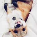 gellertgrindelwold avatar