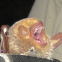 gelloonnery avatar