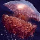 gellyfishical avatar