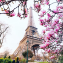 gelsomino-96-blog avatar