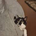 gender-turmoil avatar