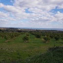 generalcollectioncheesecake avatar