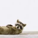 generaldi55ent avatar