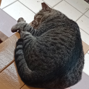 generalpenguinmentality avatar