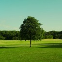 generictreeimage avatar