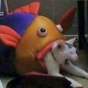 generouskittentidalwave avatar