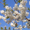 genesisjacket avatar