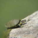 genius-species avatar