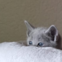 geniusevilbutler avatar