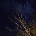 genjiapparatus avatar