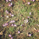 genosha-girls avatar