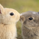 gentle-things avatar