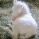 gentlebabyswan avatar