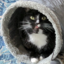 gentledementia avatar