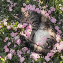 gentleloveletters avatar