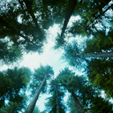 gentleman-bitch avatar