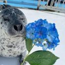 gentlemanonion avatar