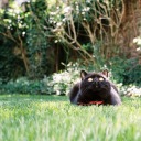 gentlestsunlight avatar