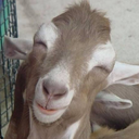 genuinelystokedgoats avatar