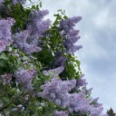 geolikesstrangerthings avatar