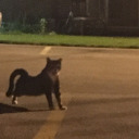 georgehumperdinkesteinberg avatar