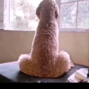 georgiaboyil99 avatar