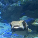 georgiamaii01 avatar