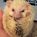 gerald-the-hedgehog avatar