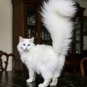 gerardo-montoya avatar