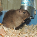 gerbilgerbil avatar