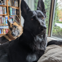 germansheperdmom avatar