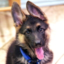 germanshepherdloversblog-blog avatar