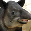gerold-tapir avatar