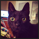 gertrudesteinisalwayswatching avatar