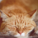 get-the-fuck-out-of-my-tent avatar