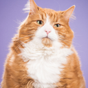 getsomedeo4urbeo avatar