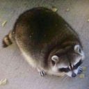 gettingchonky avatar