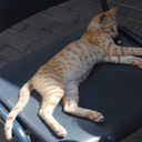 gettingweirdinbeersheva avatar