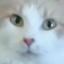 geyy-ass-hecc avatar