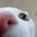 gh0st-k1tty-xo avatar