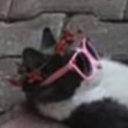 gh0stb0yhal avatar