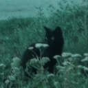 gh0ul1sh-gr1m avatar