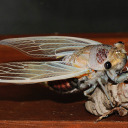 ghdfsajhfjkas33 avatar