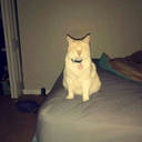 ghost-cat-cuddles avatar